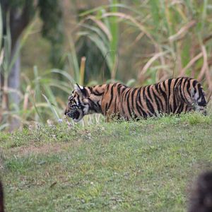 Sumatran Tiger Cub (P. t. sondaica / “sumatrae”)