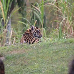 Sumatran Tiger Cub (P. t. sondaica / “sumatrae”