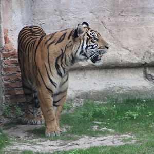 Sumatran Tigress (P. t. sondaica / “sumatrae”)