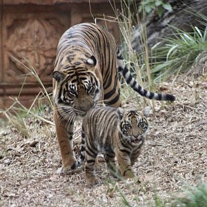 Sumatran Tigress with Cub (P. t. sondaica / “sumatrae”)