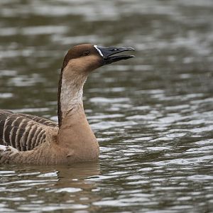 Swan Goose, ZSL Whipsnade, UK