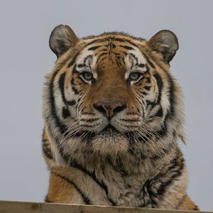 Amur tiger (m), Miron, ZSL Whipsnade