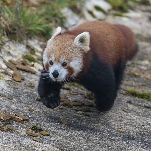 Red Panda (f), ZSL Whipsnade, UK