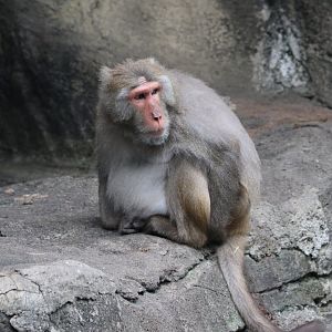 Taiwan Rock Macaque (Macaca cyclopis)