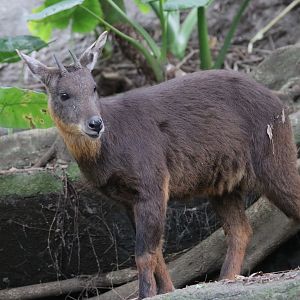 Formosan serow (Capricornis swinhoei)
