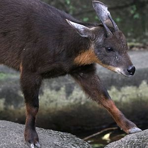 Formosan serow (Capricornis swinhoei)