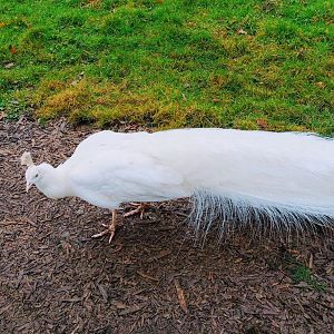 Free ranging peafowl 200225
