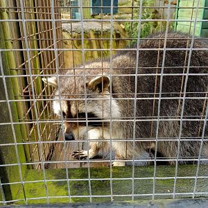 Outdoor Area- Raccoon 200225