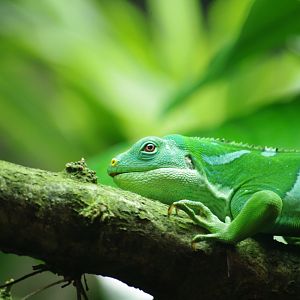 Fiji banded iguana- 17/2/2025