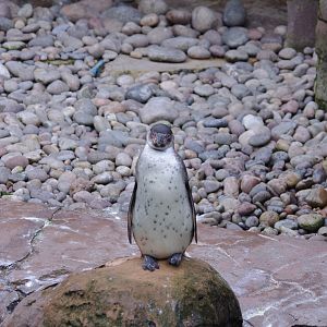 Humboldt penguin juvenile- 17/2/2025