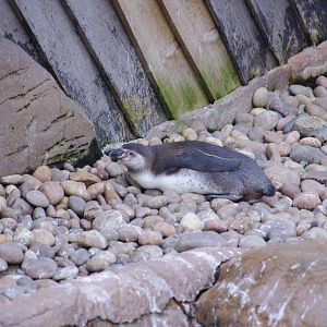 Humboldt penguin juvenile- 17/2/2025