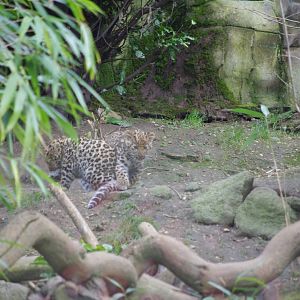 Amur leopard cubs- 17/2/2025