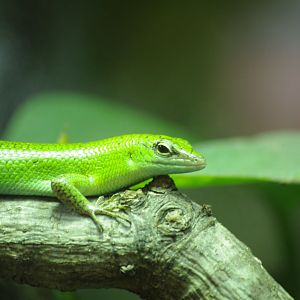 Green tree skink