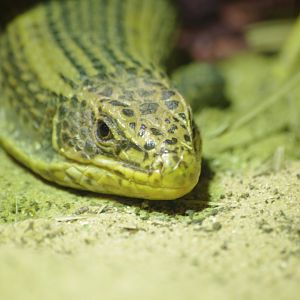 African plated lizard- 17/2/2025