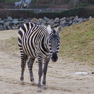 Maneless zebra mare- 17/2/2025