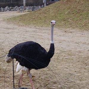 Common ostrich male- 17/2/2025