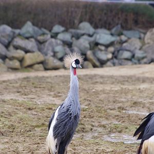 East African crowned cranes- 17/2/2025