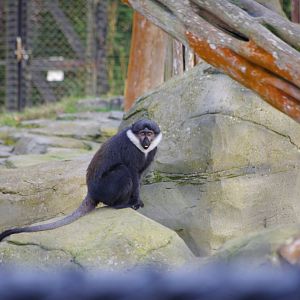 L'hoest's monkey- 17/2/2025