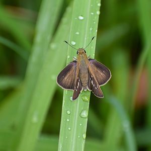 Lyell's Swift Pelopidas lyelli