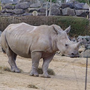 Dara- Southern white rhino- 17/2/2025