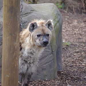 Jasiri- Spotted hyena- 17/2/2025