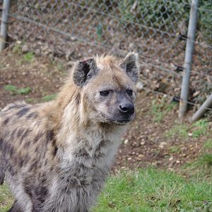 Jasiri- Spotted hyena- 17/2/2025