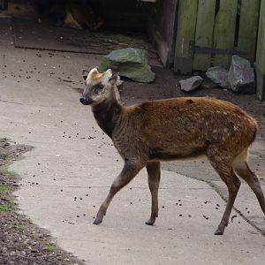 Flynn- Philippine spotted deer- 17/2/2025