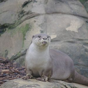 Smooth-coated otter- 17/2/2025