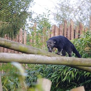 Binturong- 17/2/2025