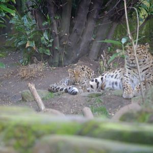 Amur leopard cubs- 17/2/2025