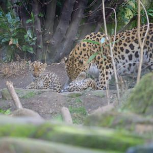 Amur leopard cubs- 17/2/2025