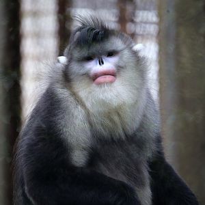 Black Snub-nosed Monkey (Rhinopithecus bieti)