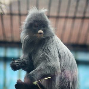 Indochinese Gray Langur (Trachypithecus crepusculus)