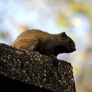 Pallas's Squirrel (Callosciurus erythraeus)
