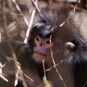 Mynamar Snub-nosed Monkey (Rhinopithecus strykeri)