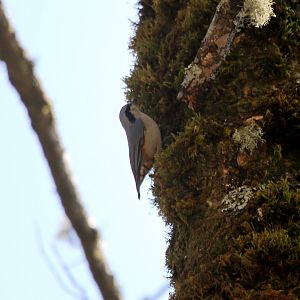 Chestnut-vented Nuthatch (Sitta nagaensis)