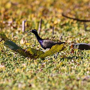 Bronze-winged Jacana (Metopidius indicus)