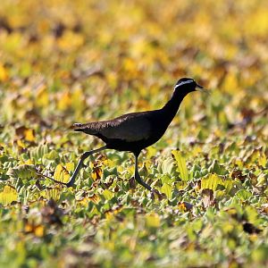 Bronze-winged Jacana (Metopidius indicus)