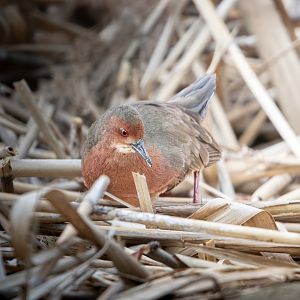 Ruddy Breasted Crake ~ Kasai Rinkai Park