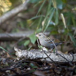 Grey Bunting ~ Kasai Rinkai Park