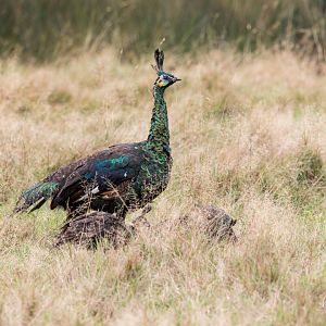 Javan Green Peacock (female with chicks) / Watatunga / 21-10-24