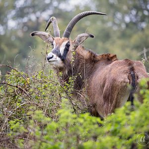 Roan Antelope / Watatunga / 21-10-24