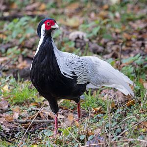 Silver Pheasant / Watatunga / 21-10-24