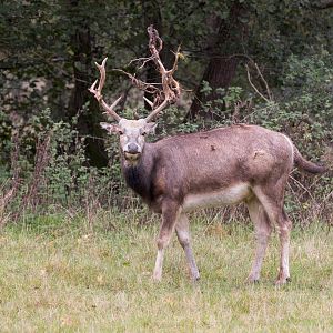 Père David's deer / Watatunga / 21-10-24