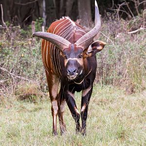 Eastern / Mountain Bongo (Arusi - male) / Watatunga / 21-10-24