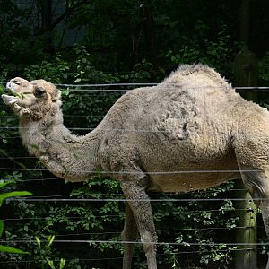 Asia - Dromedary Camel (Camelus dromedarius)