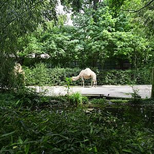 Asia - Camel Exhibit