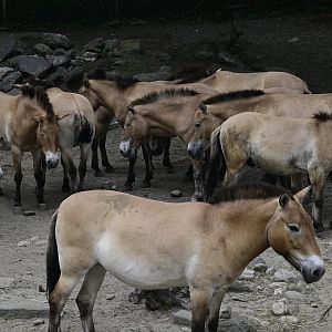 Wild Asia Monorail - Przewalski's Horse (Equus ferus przewalskii) Herd