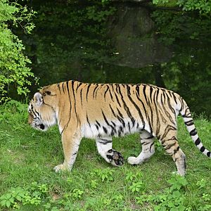 Wild Asia Monorail - Amur Tiger (Panthera tigris altaica)