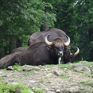 Wild Asia Monorail - Gaur (Bos gaurus)